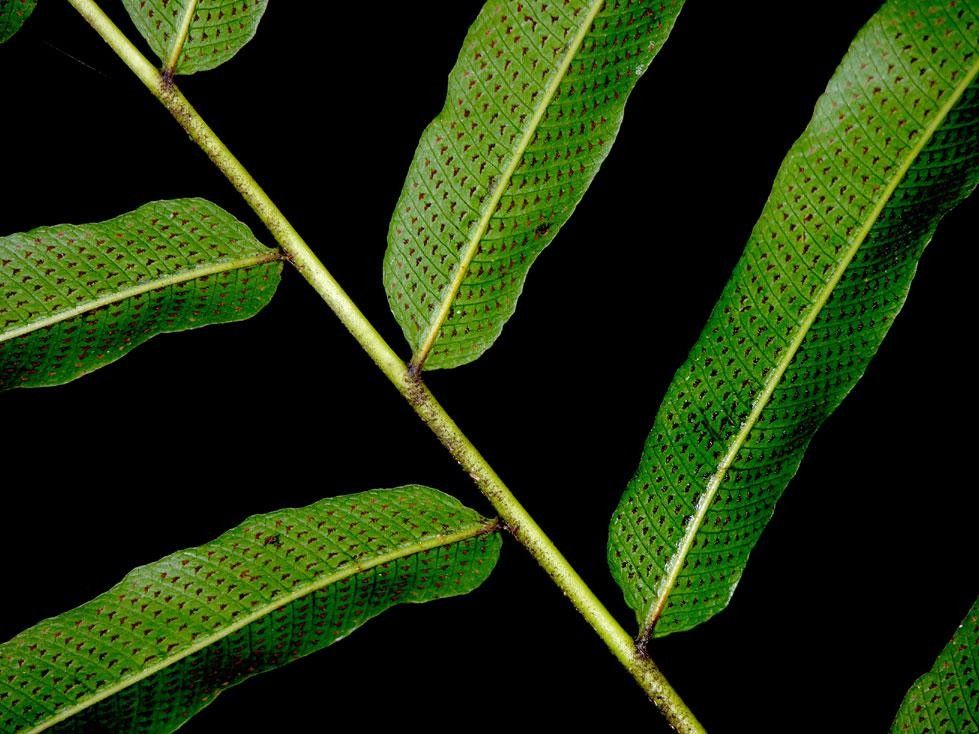 Thelypteris falcata other