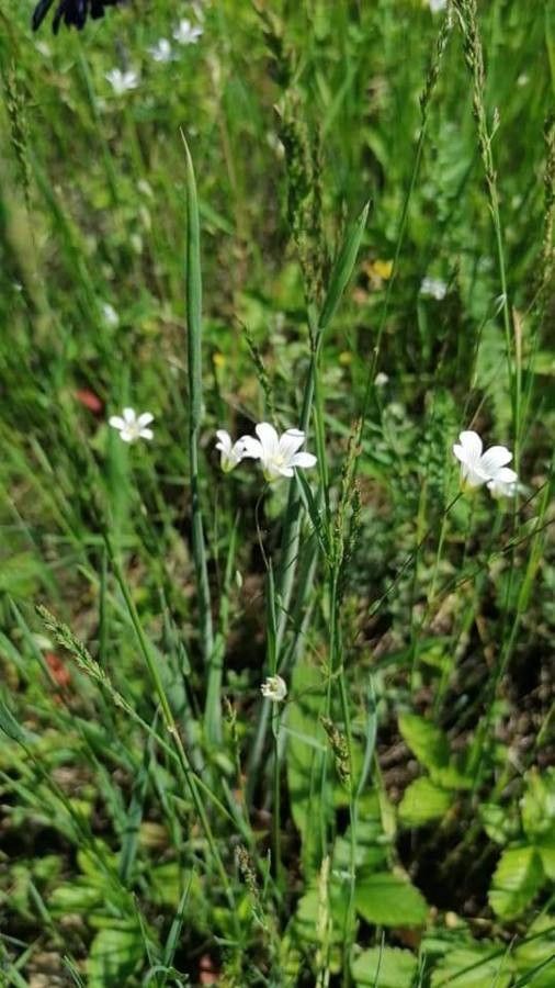 Moenchia mantica flower