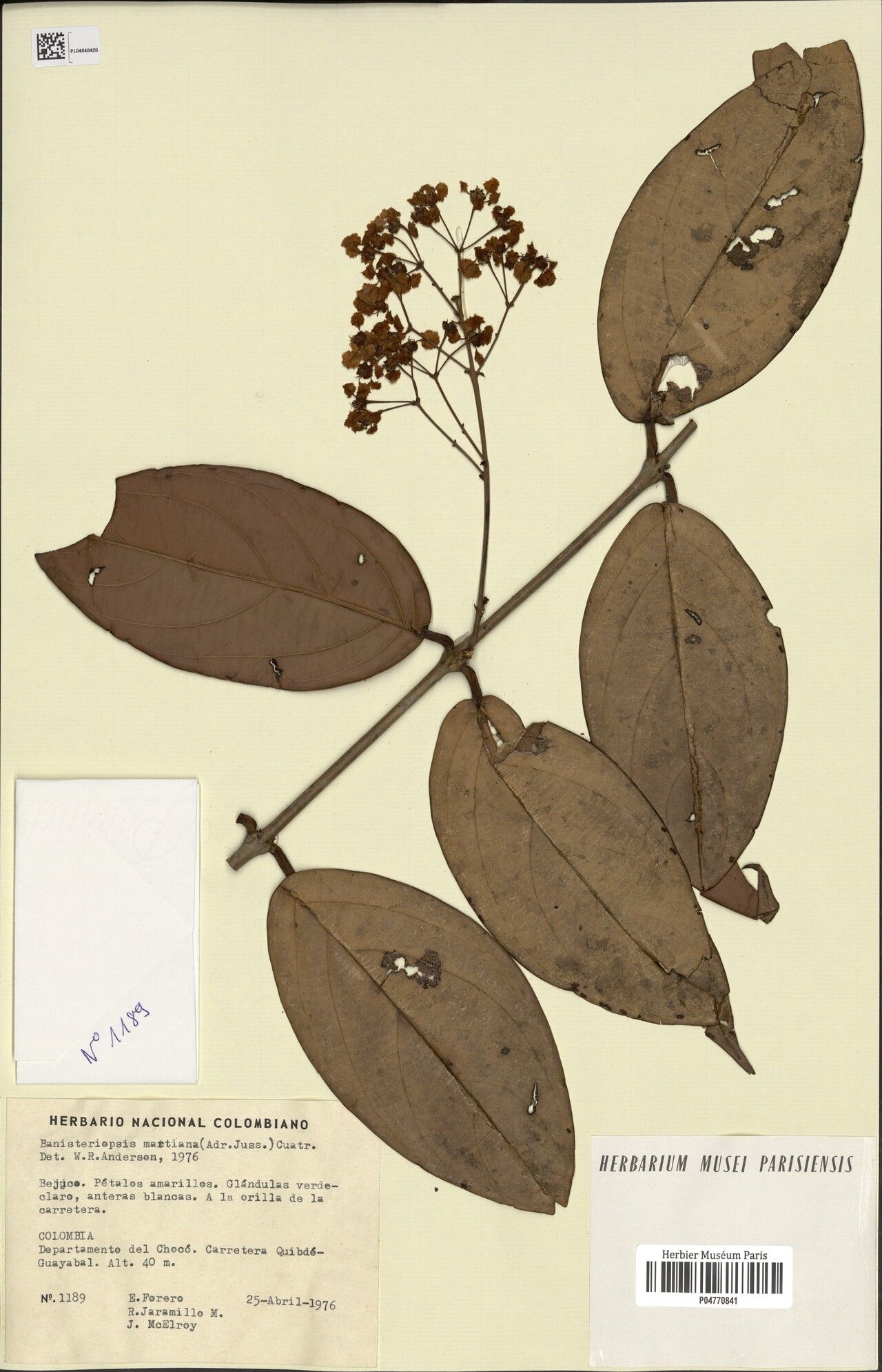 Banisteriopsis martiniana leaf