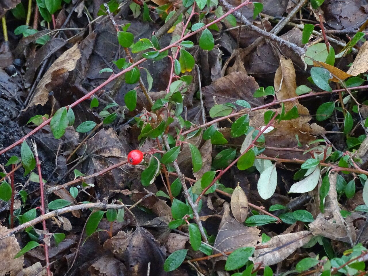 Cotoneaster × suecicus fruit