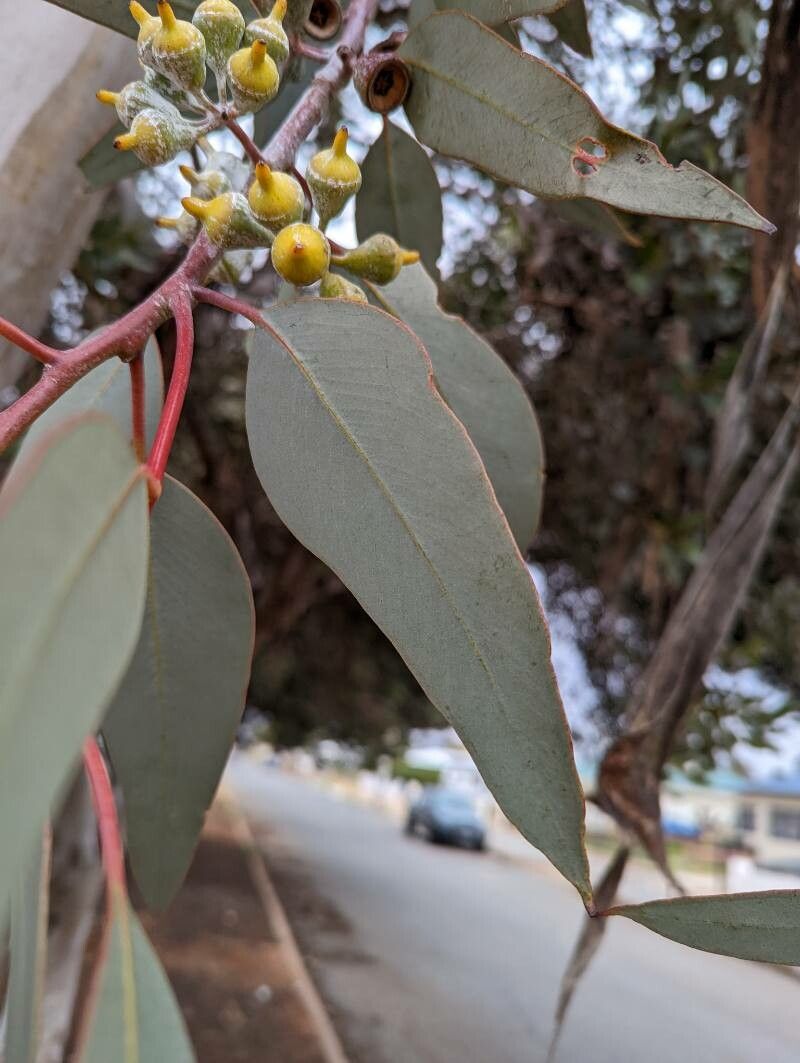 Eucalyptus woodwardii — search result for 'Eucalyptus'