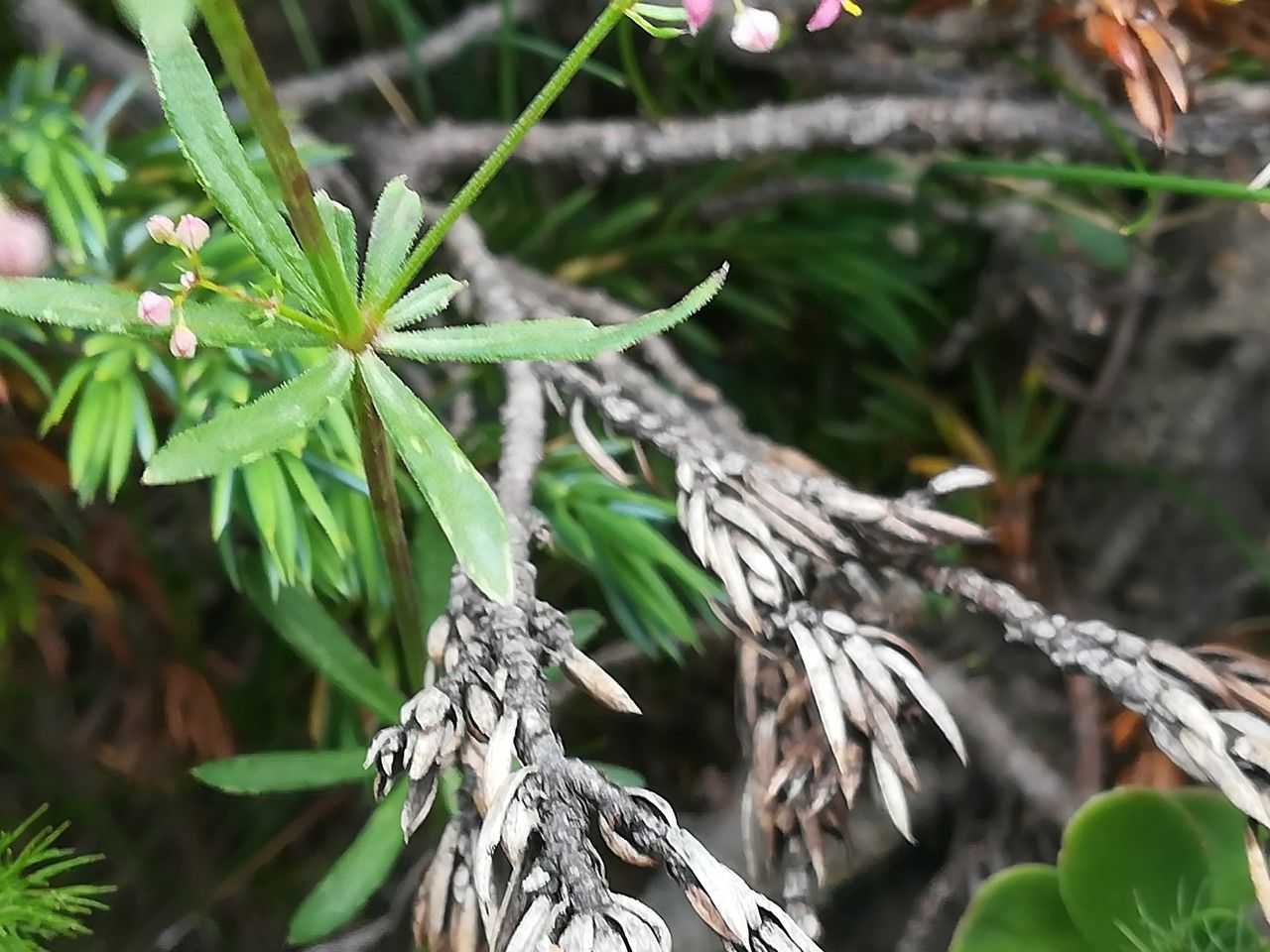 Galium rubrum leaf