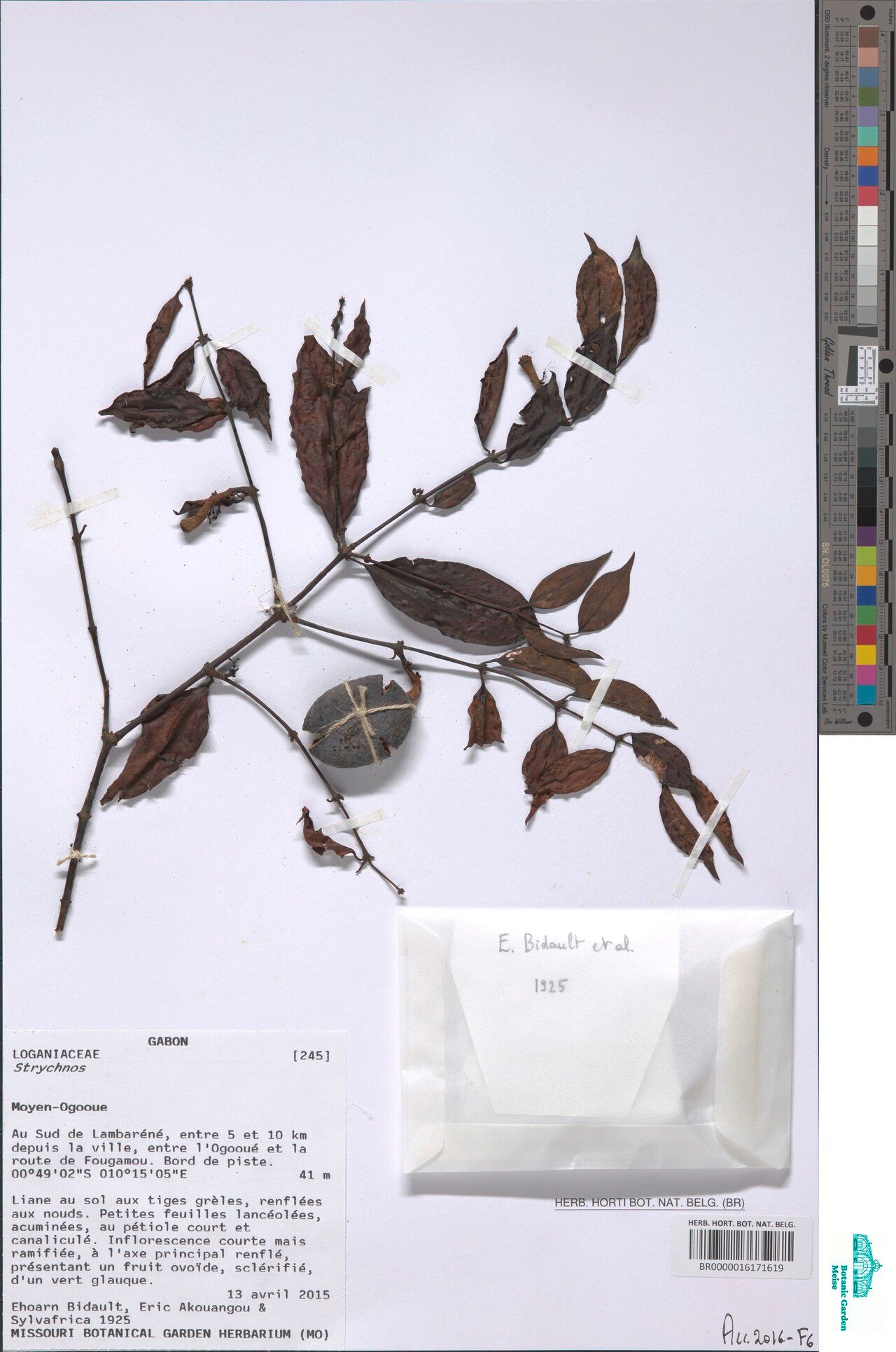 Strychnos canthioides — houseplant care guide