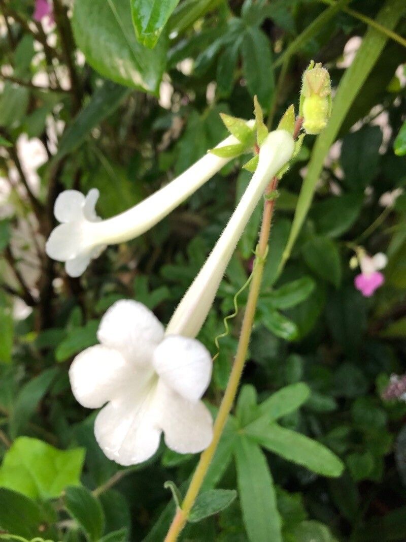 Sinningia tubiflora flower