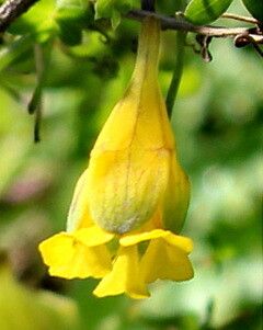 Tropaeolum brachyceras