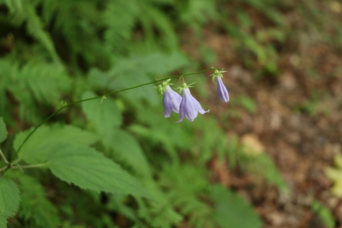 Adenophora remotiflora flower