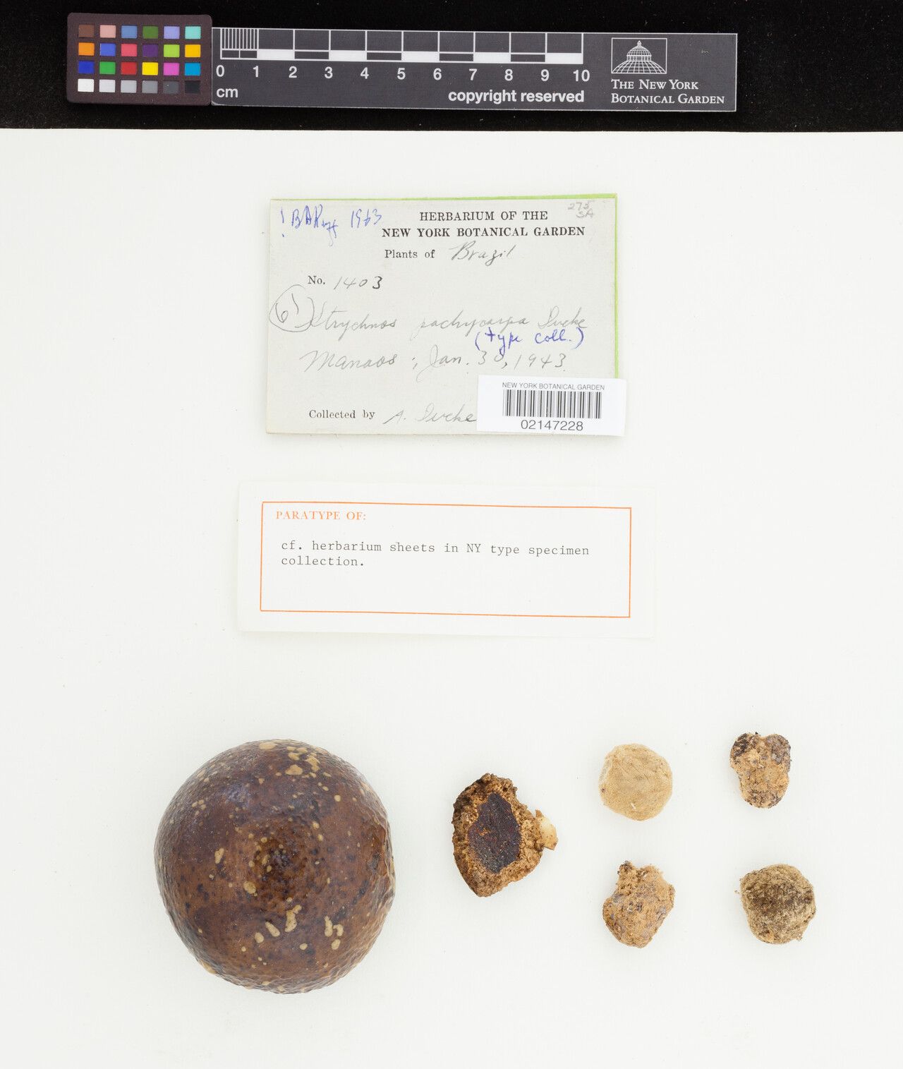 Strychnos pachycarpa flower