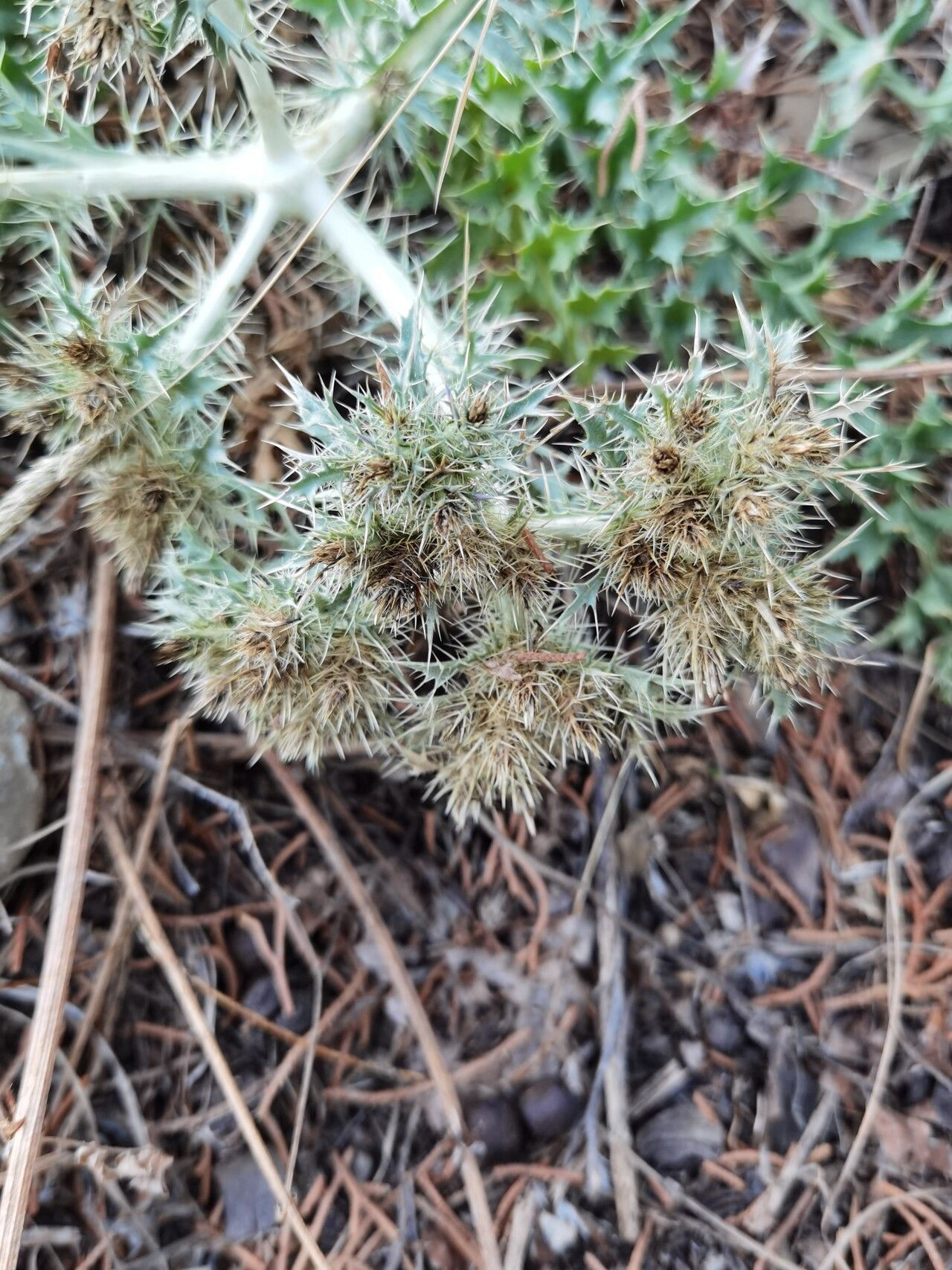 Cardopatium corymbosum fruit