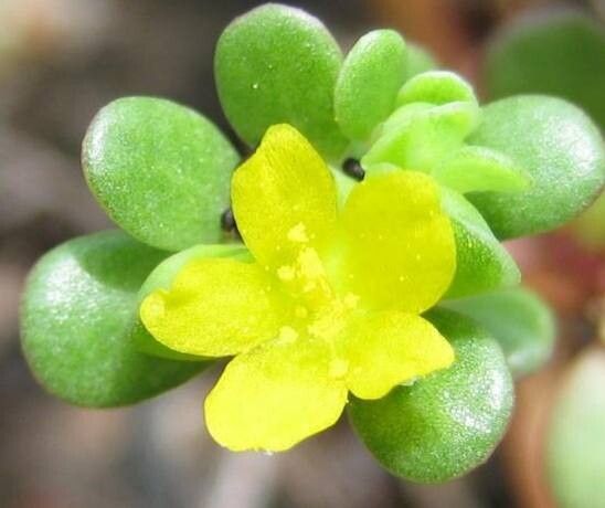 Portulaca howellii — houseplant care guide