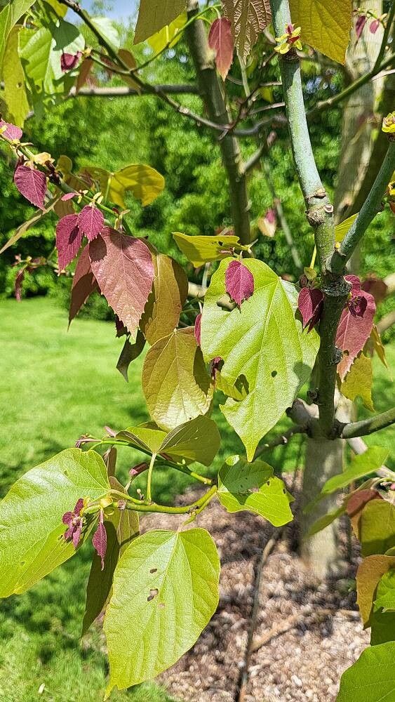 Tilia endochrysea leaf