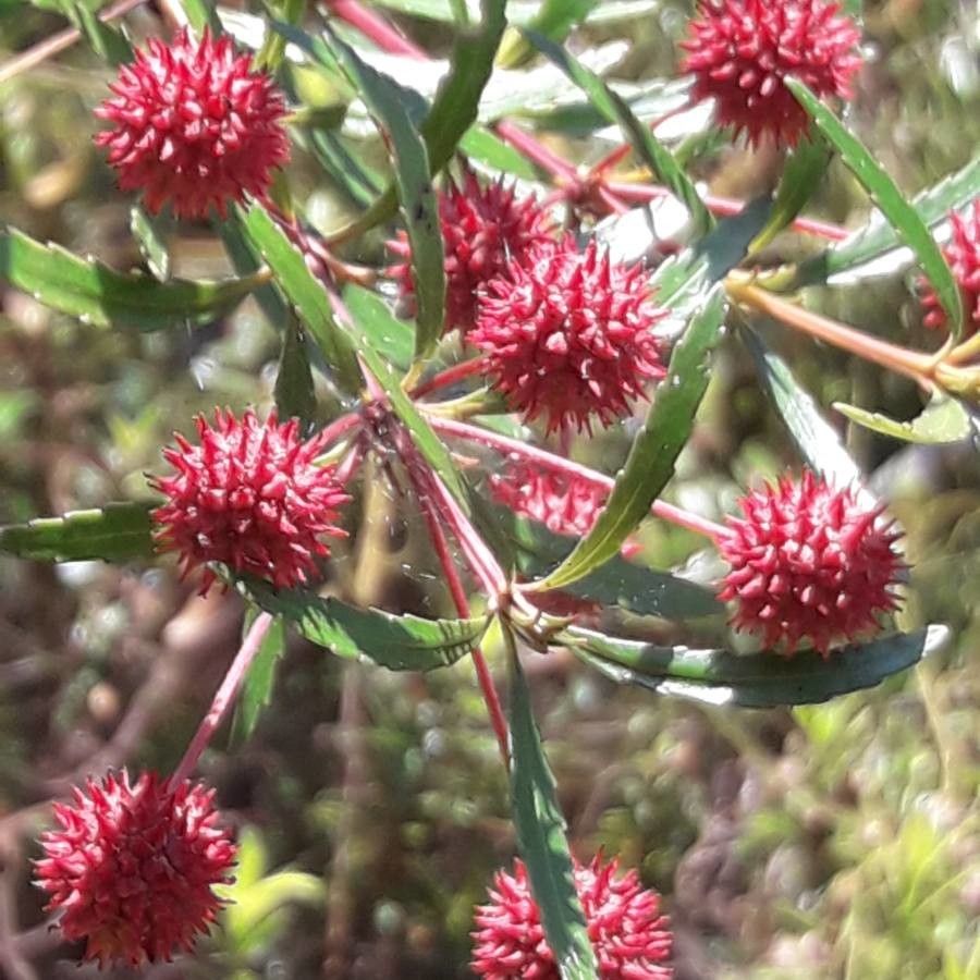 Pancheria elegans fruit
