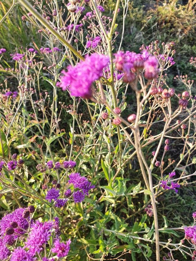 Gutenbergia gilbertii flower