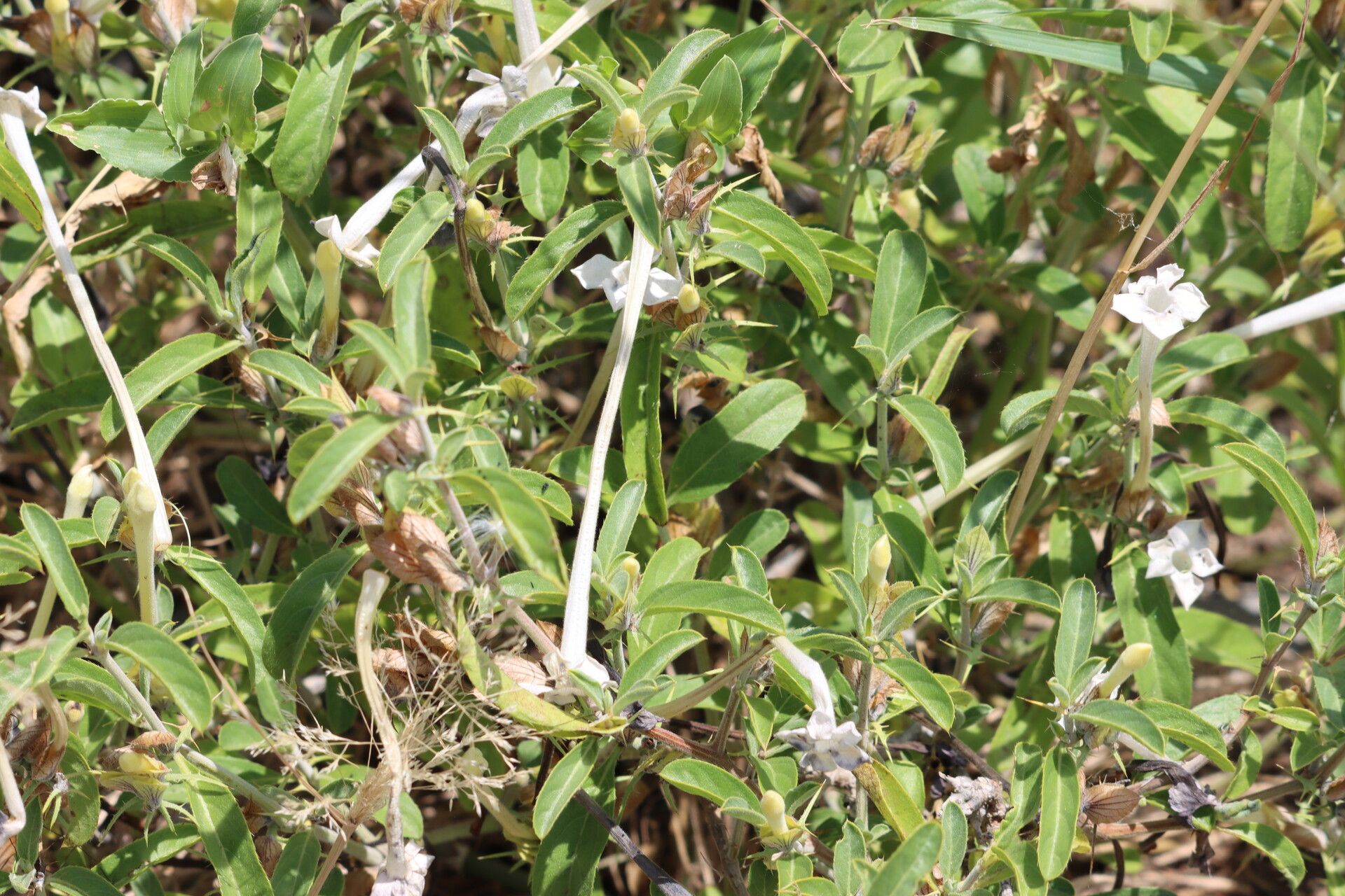 Barleria acanthoides — related species from the same genus