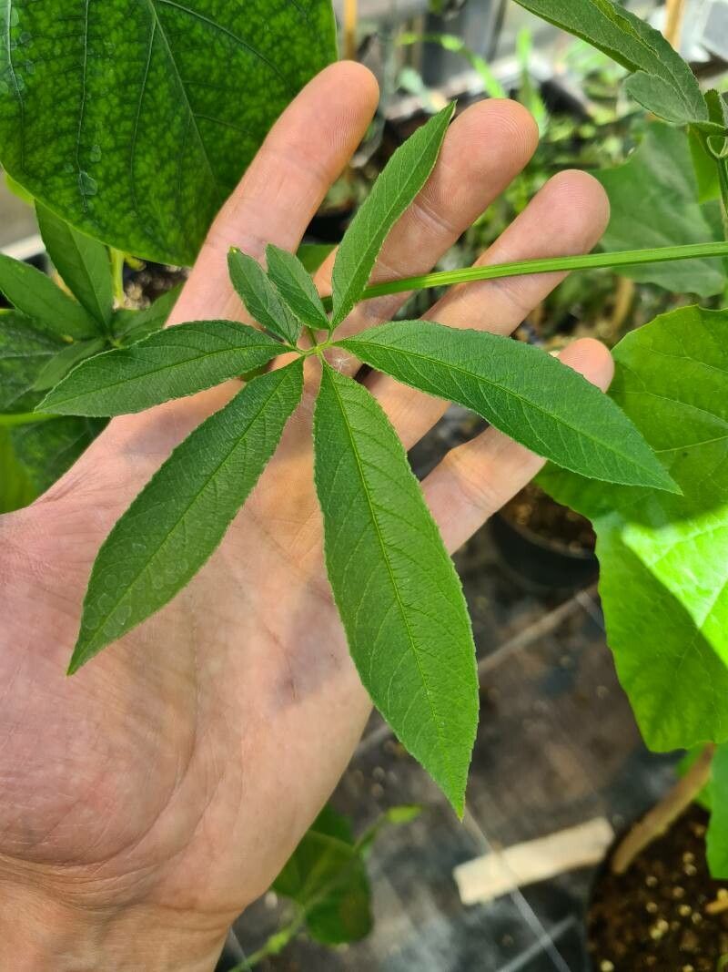 Passiflora pedata — houseplant care guide