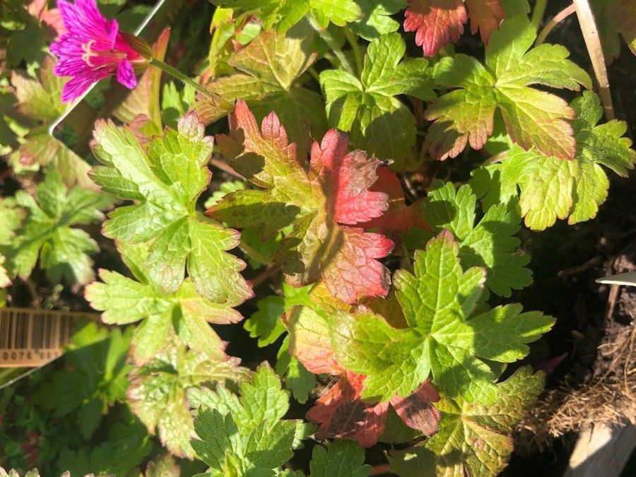 Geranium linearilobum — houseplant care guide