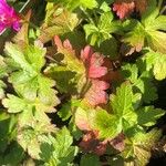 Geranium linearilobum