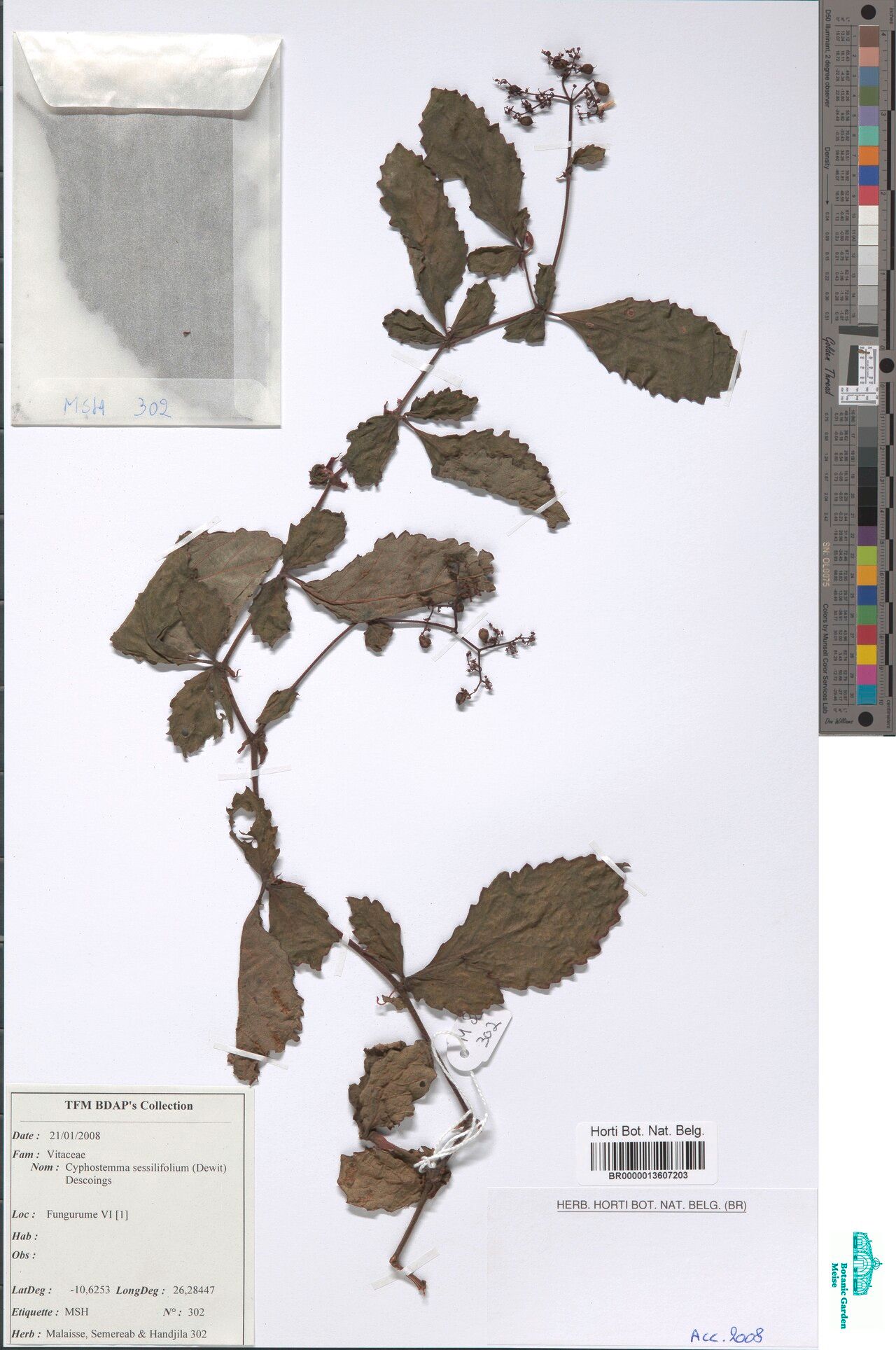 Cyphostemma sessilifolium — houseplant care guide