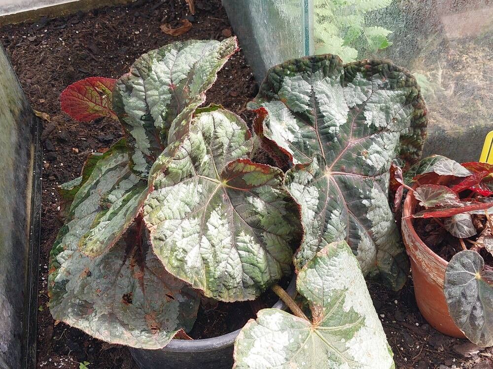 Begonia burkillii leaf