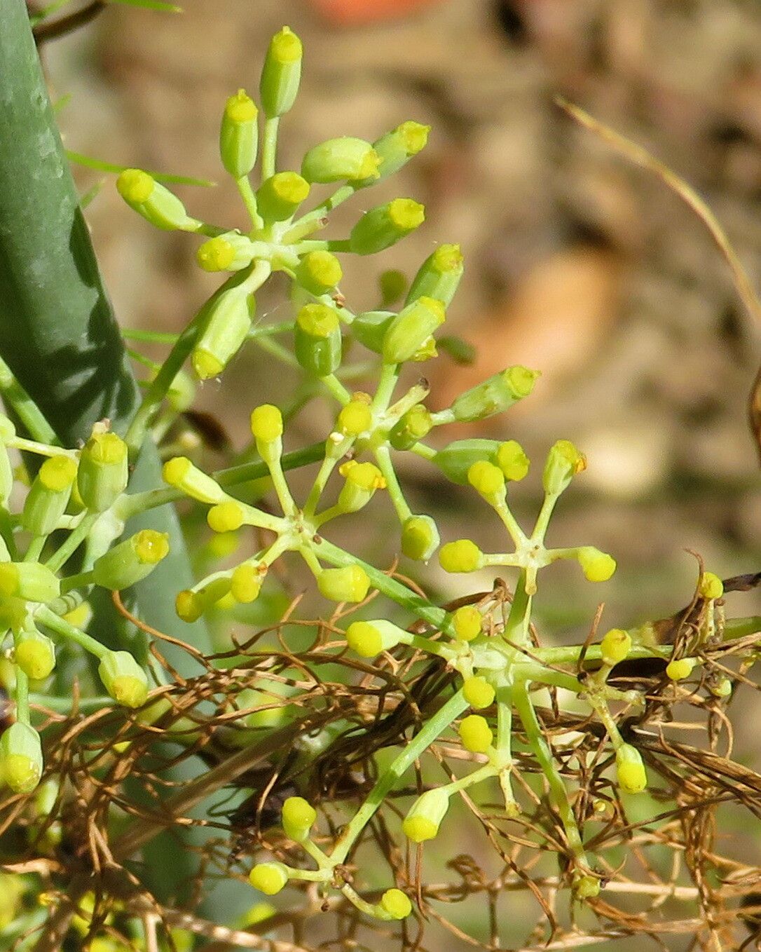 Ferula assa-foetida fruit