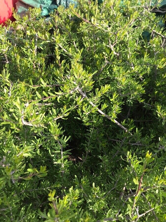 Forestiera angustifolia other