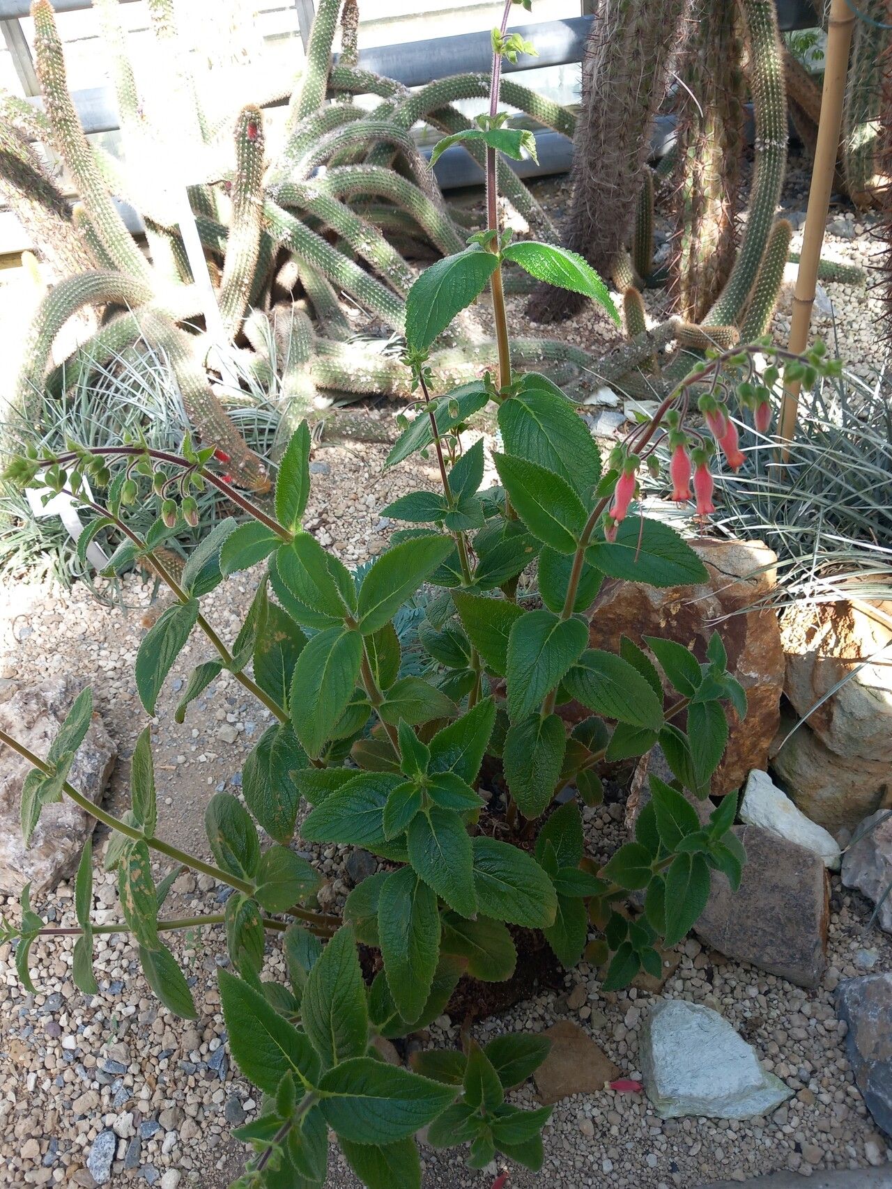 Sinningia sellovii habit