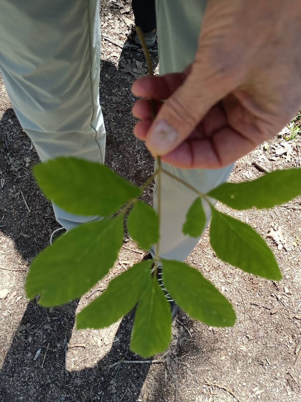 Chaerophyllum byzantinum flower