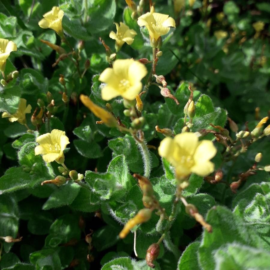 Hypericum elodes flower