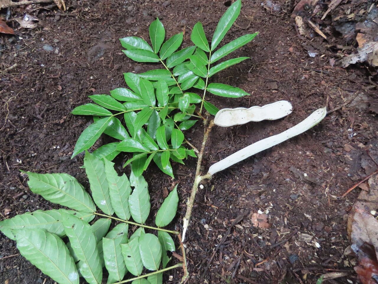 Inga samanensis leaf