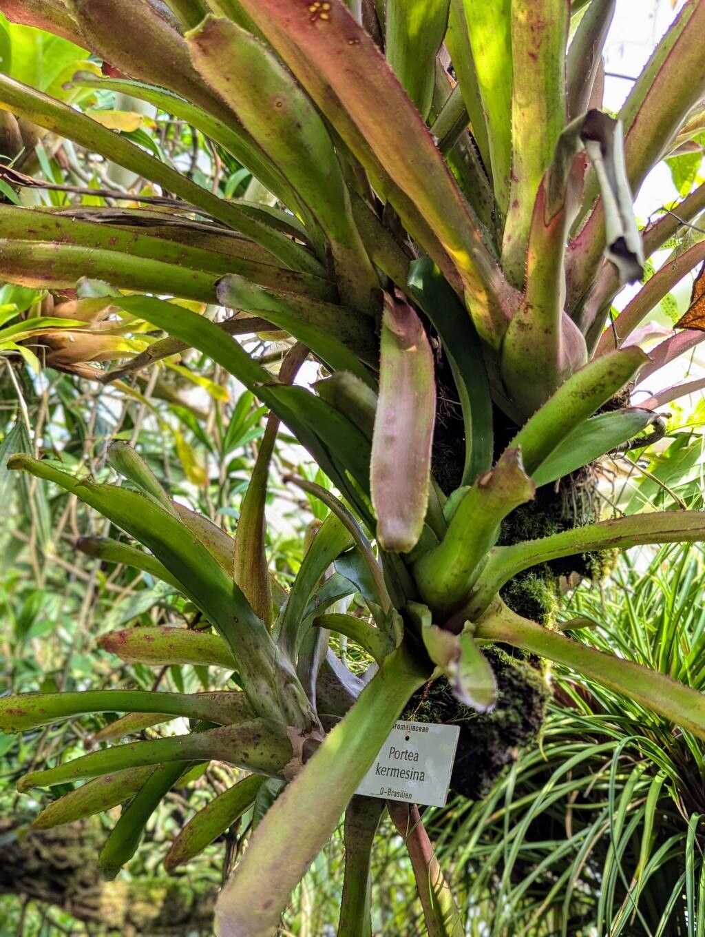 Portea kermesina habit