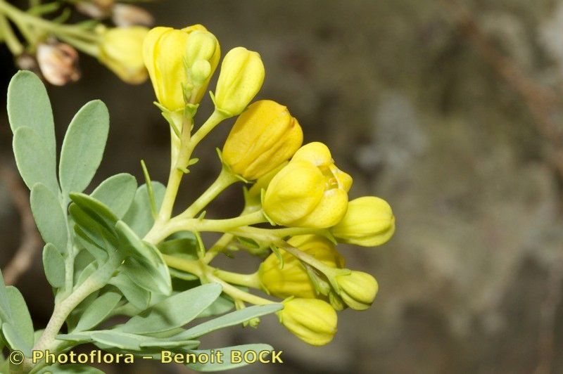 Ruta oreojasme other