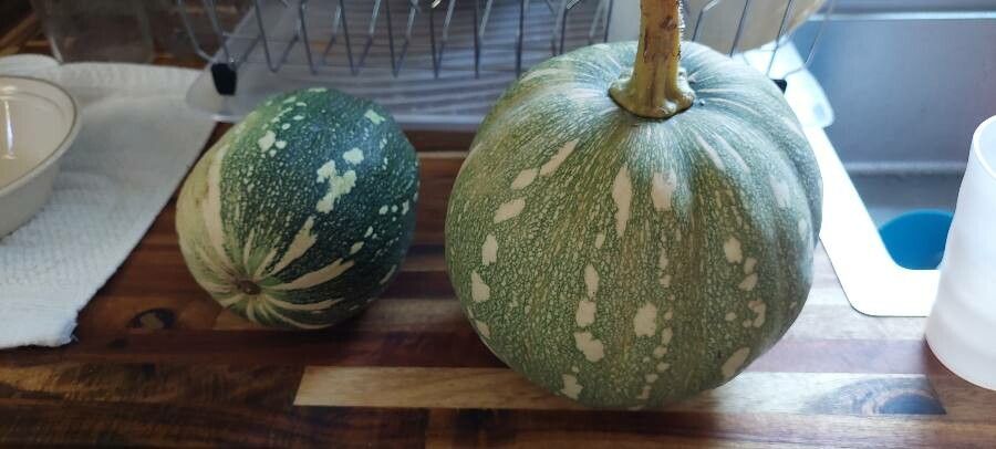 Cucurbita argyrosperma fruit