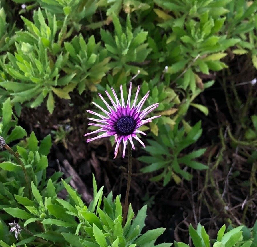 Dimorphotheca fruticosa flower