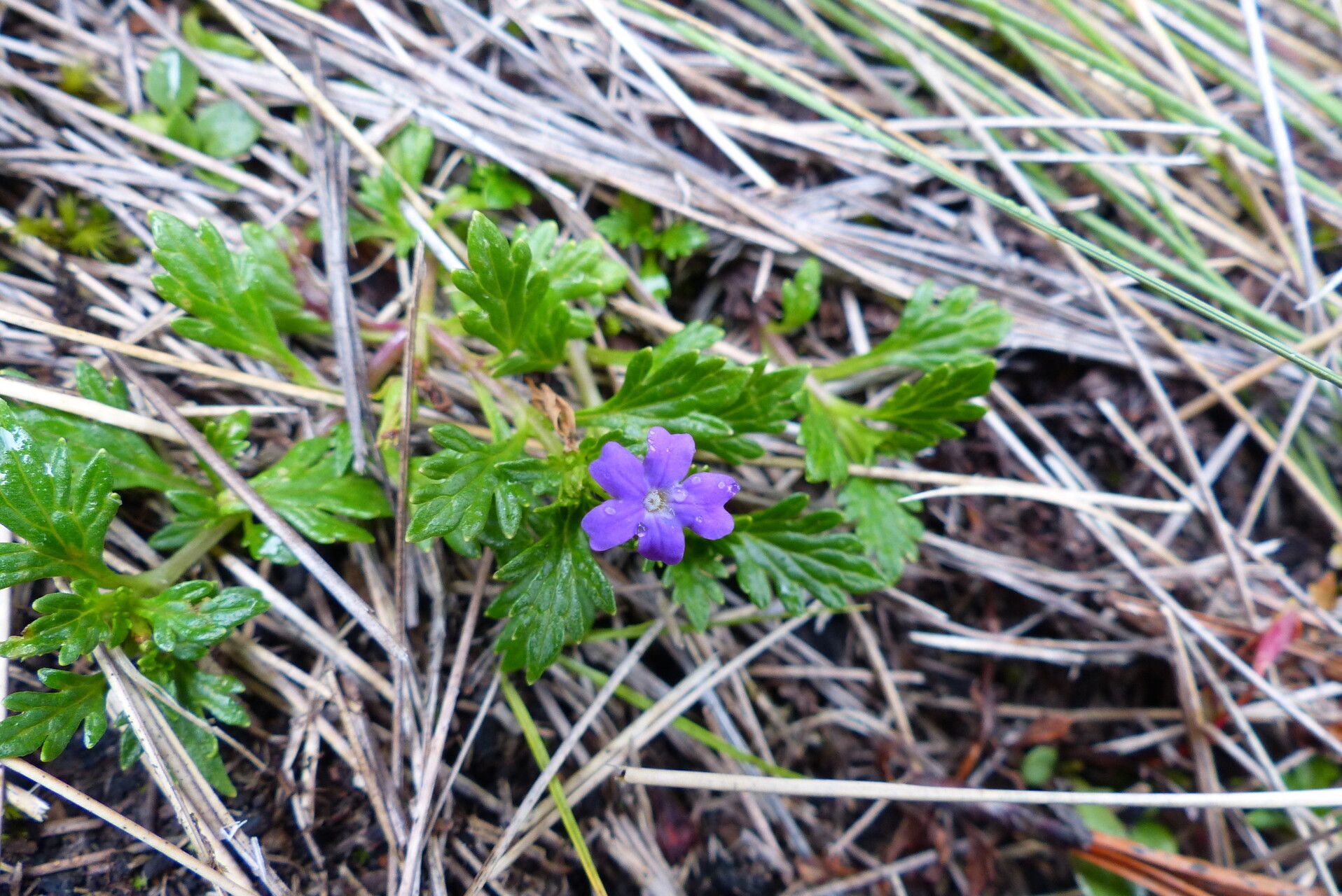 Geranium potentillifolium flower
