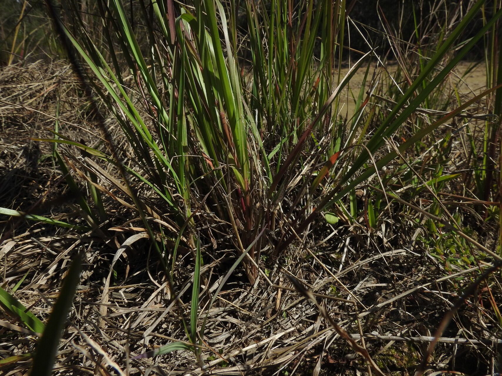 Eragrostis paniciformis habit