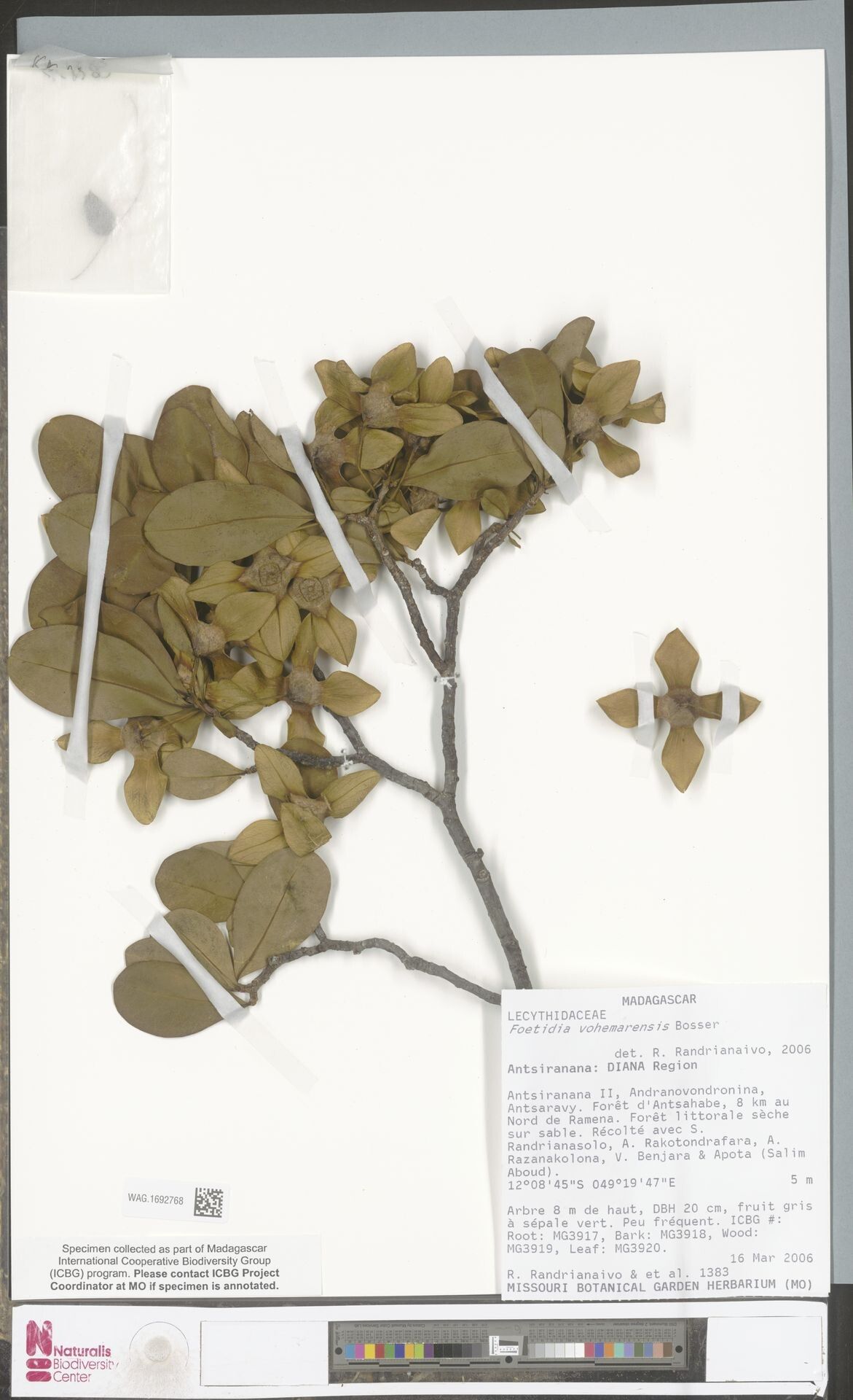 Foetidia vohemarensis — houseplant care guide