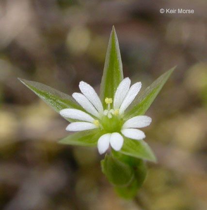 Stellaria nitens — search result for 'Stellaria'