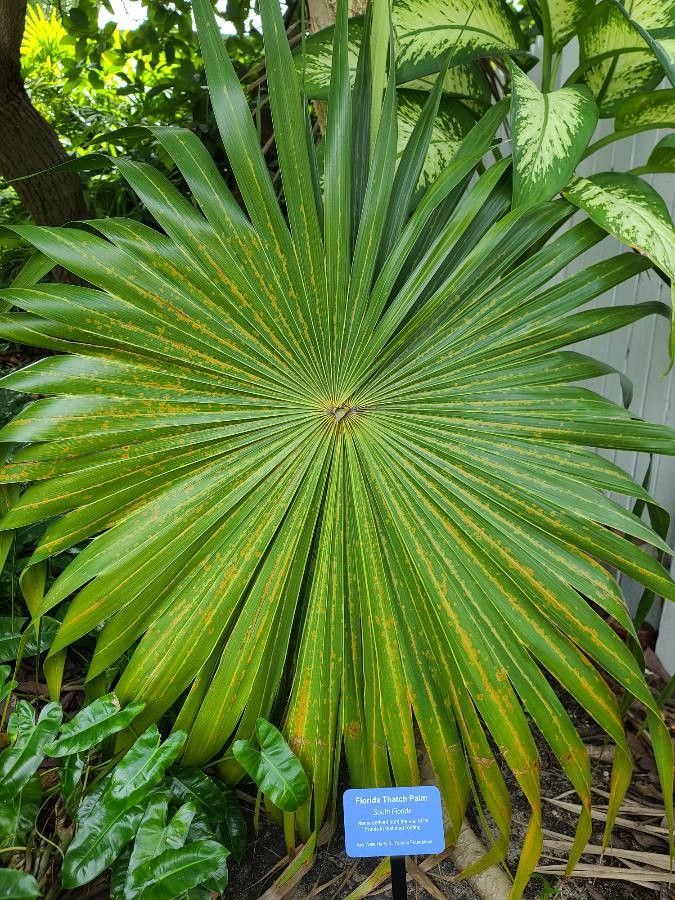 Thrinax radiata leaf