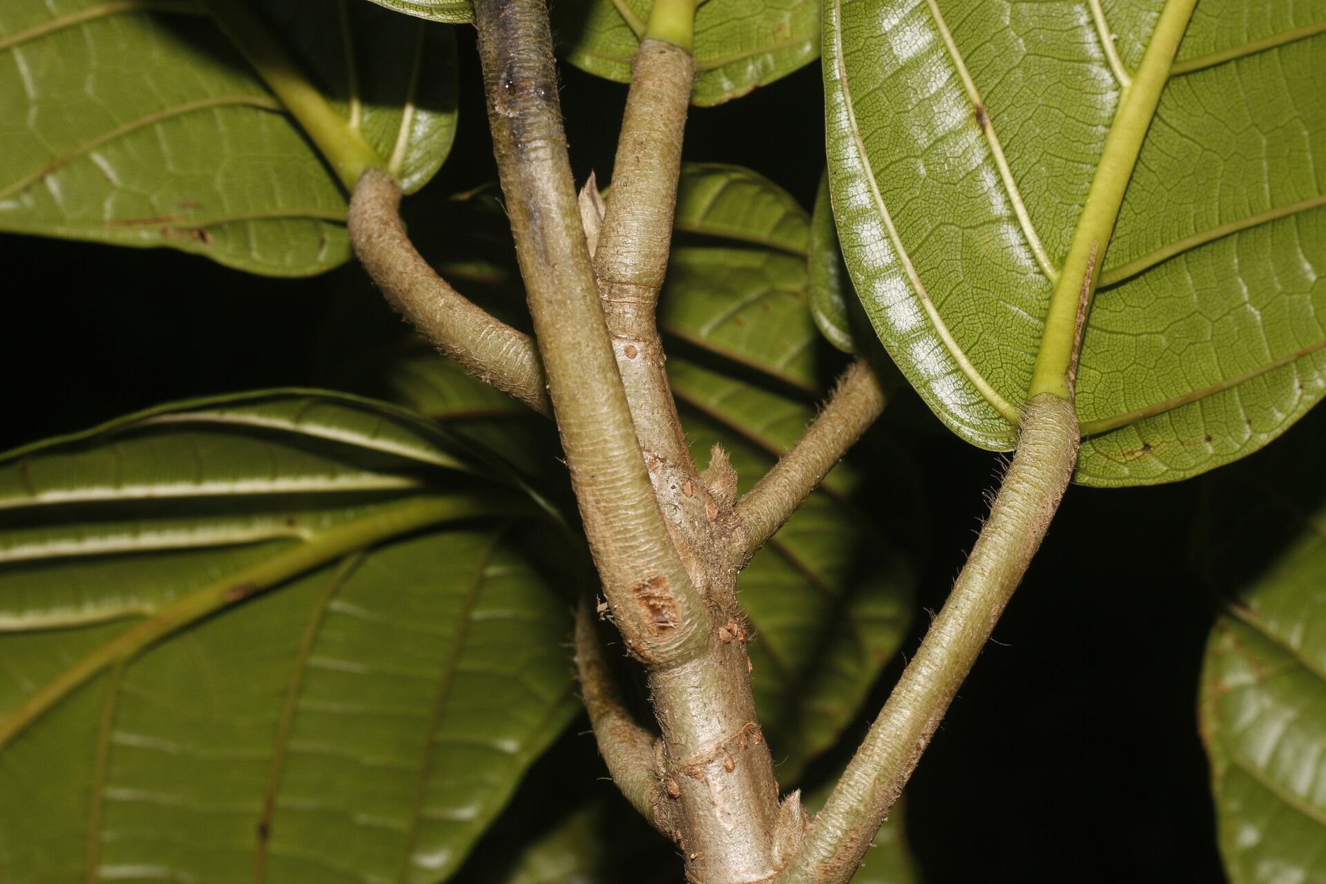 Ficus brevibracteata bark