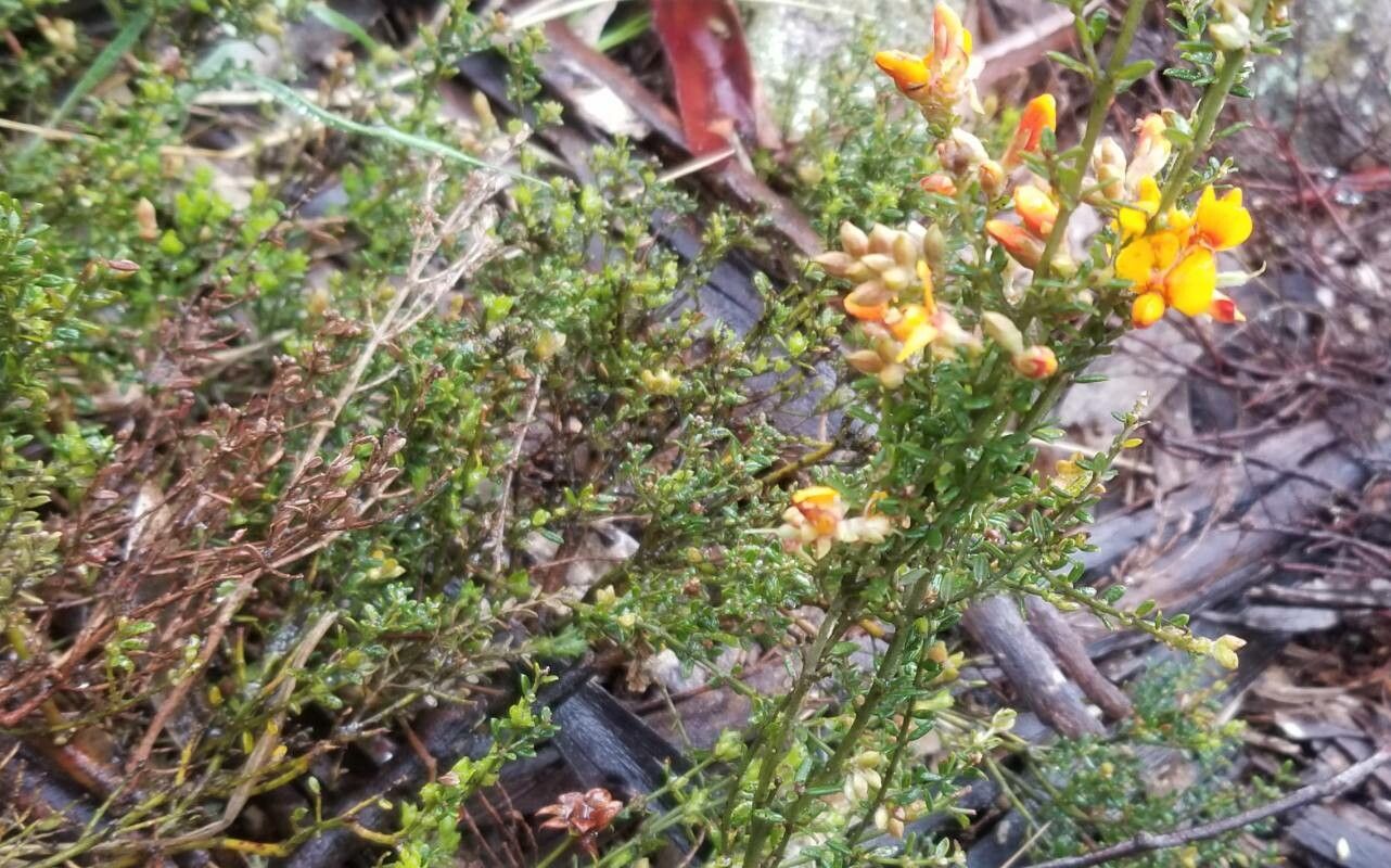 Dillwynia prostrata habit