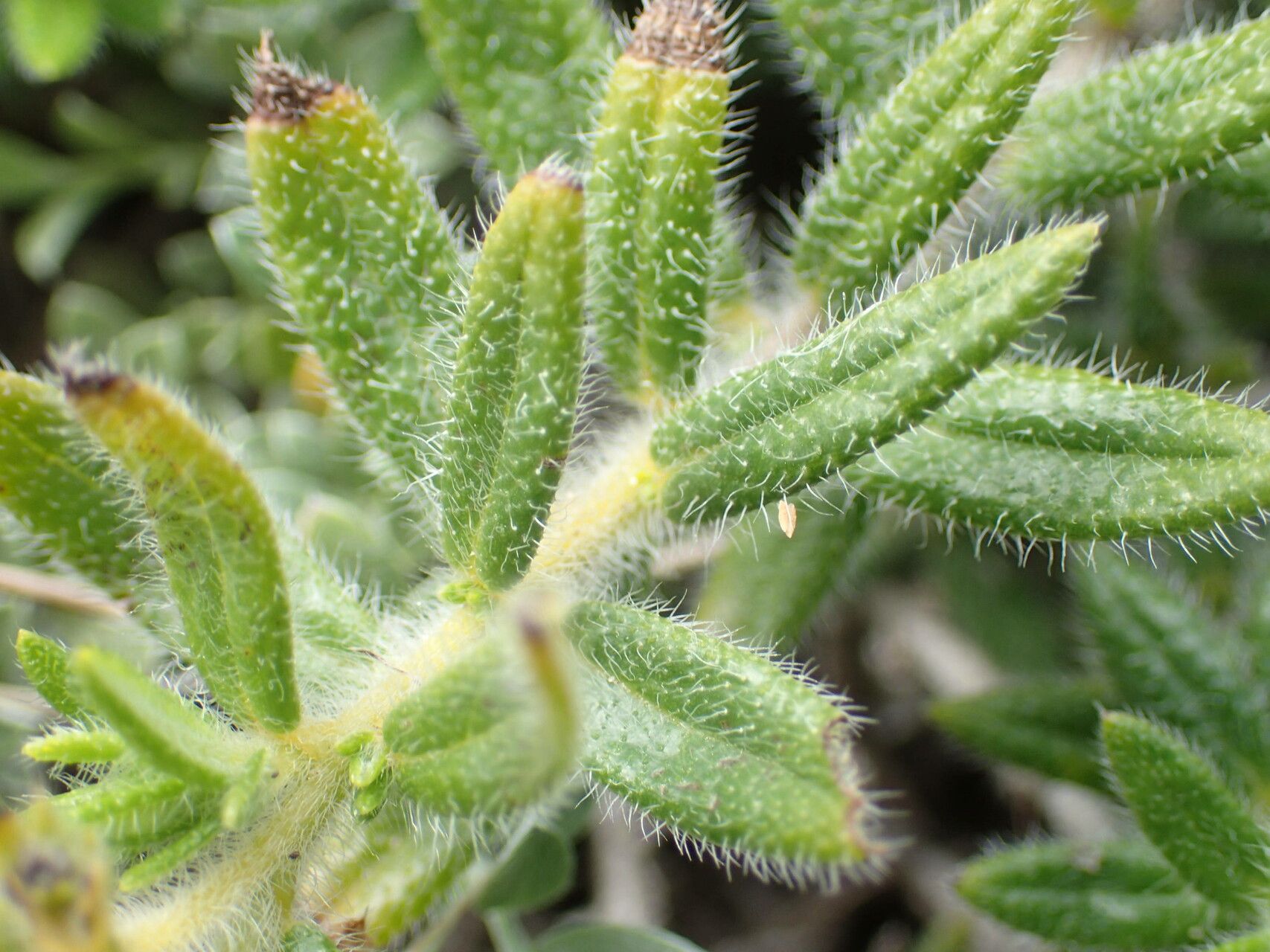 Euploca ternata — search result for 'Euploca'