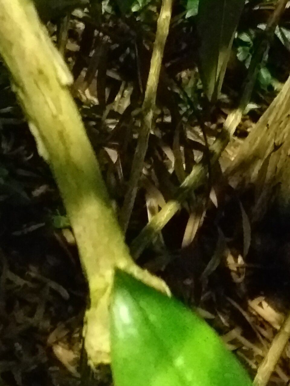 Rhododendron hyperythrum bark