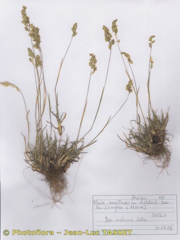 Poa molinerii habit