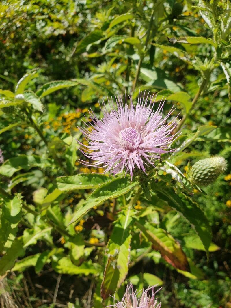 Cirsium altissimum flower