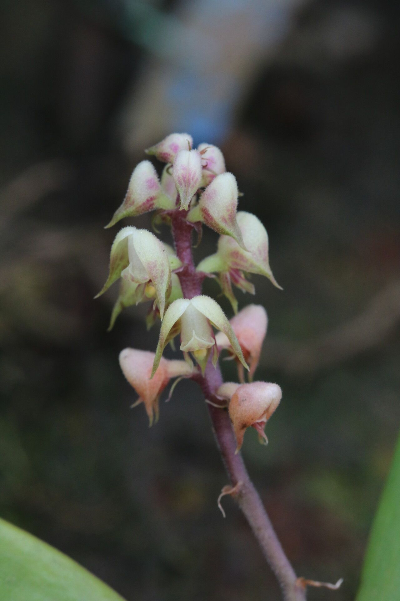 Polystachya coriscensis flower