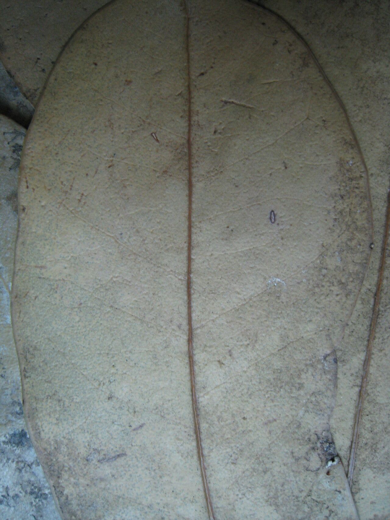 Salacia elliptica other