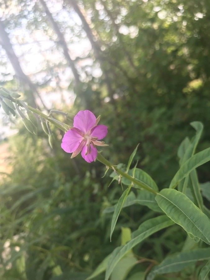Chamerion angustifolium flower