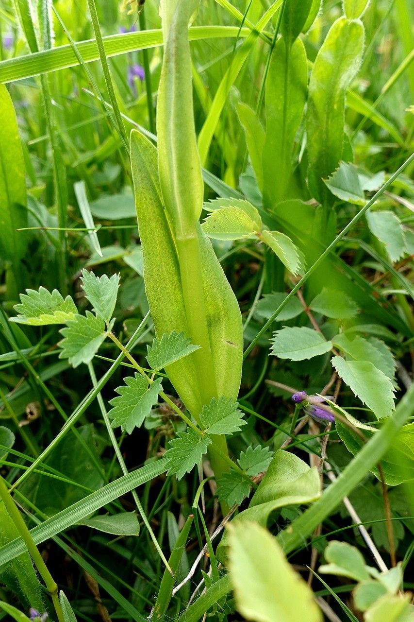Dactylorhiza viridis leaf