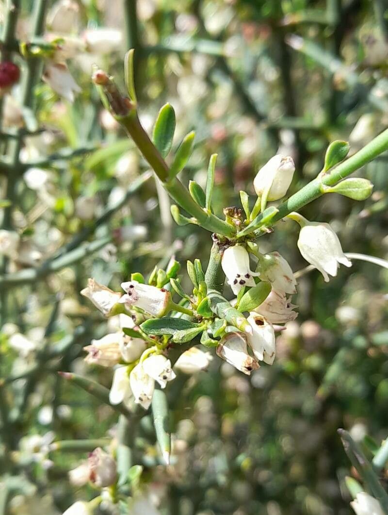 Discaria americana flower