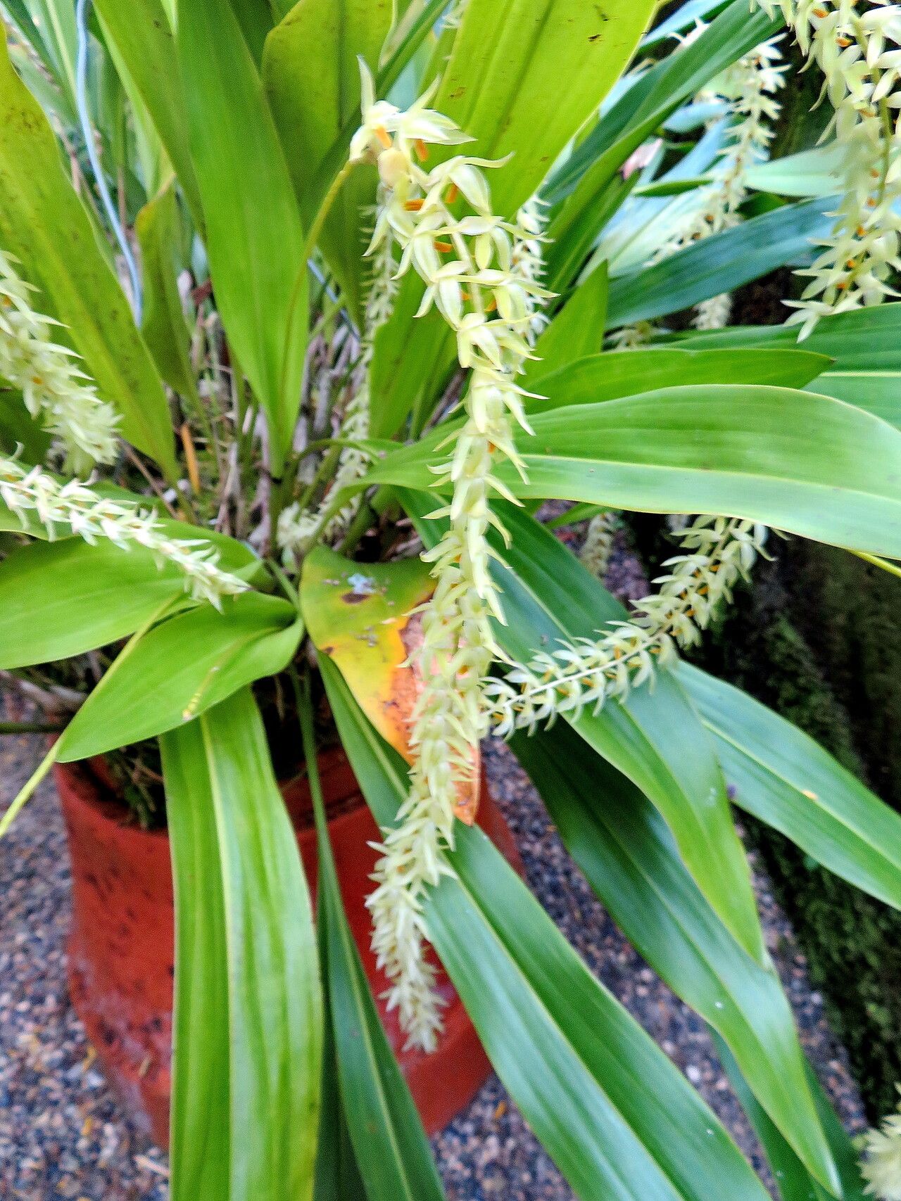 Coelogyne bracteosa flower
