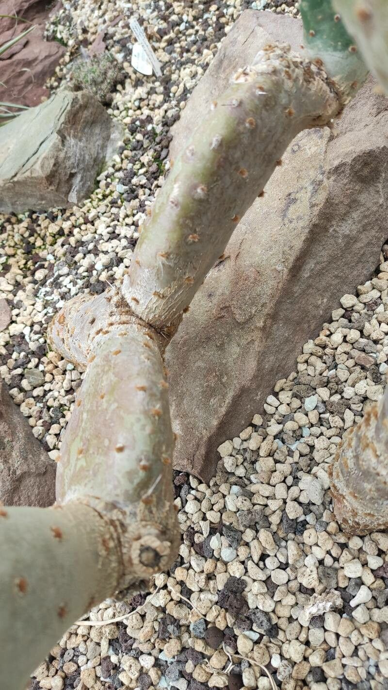 Opuntia quitensis bark